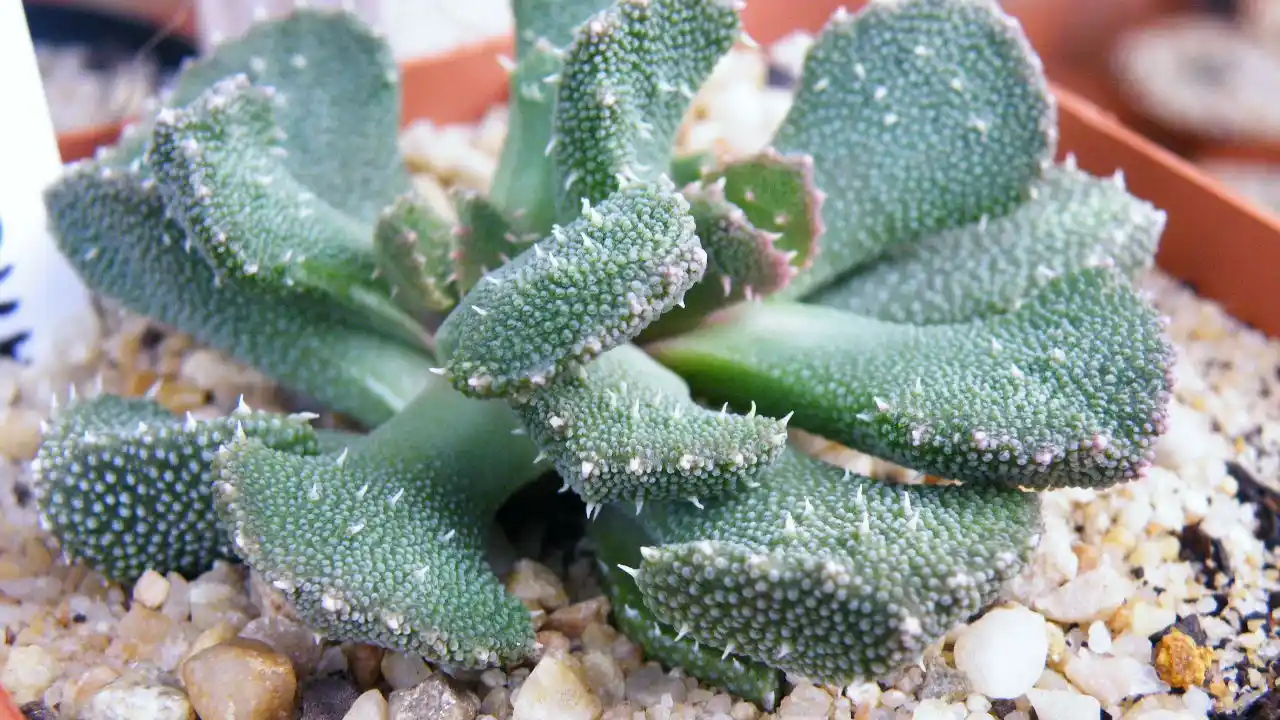Aloinopsis