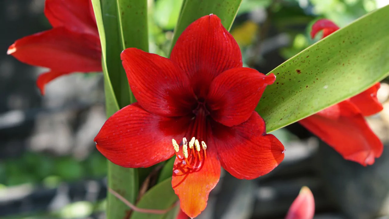 Amaryllis