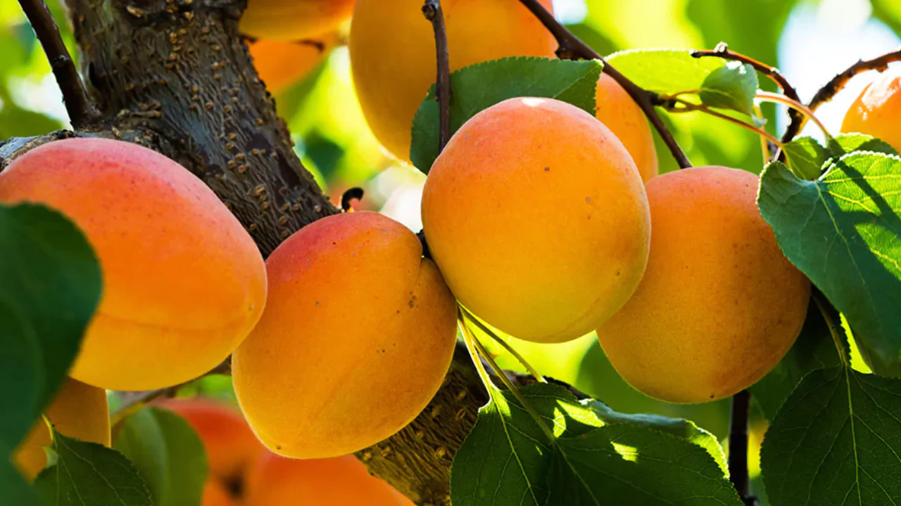 21 Yellow Fruits – Some May be New to You! 5 Apricot