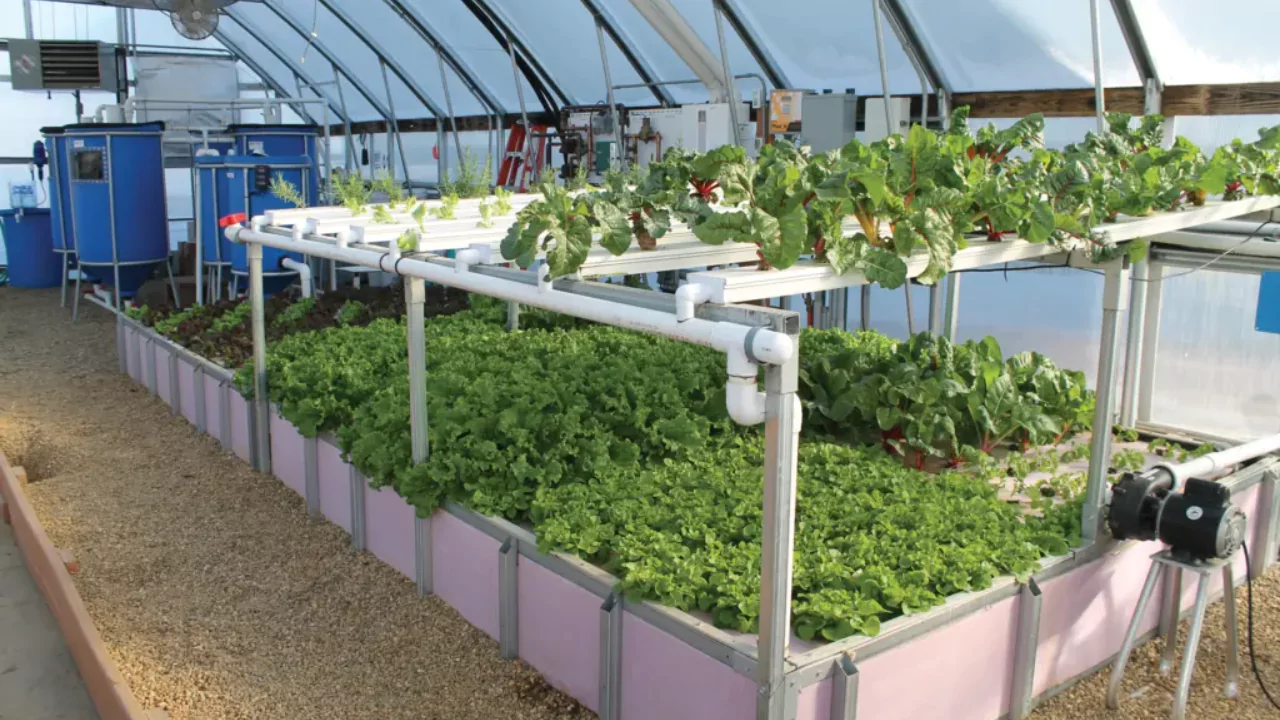 Aquaponics system