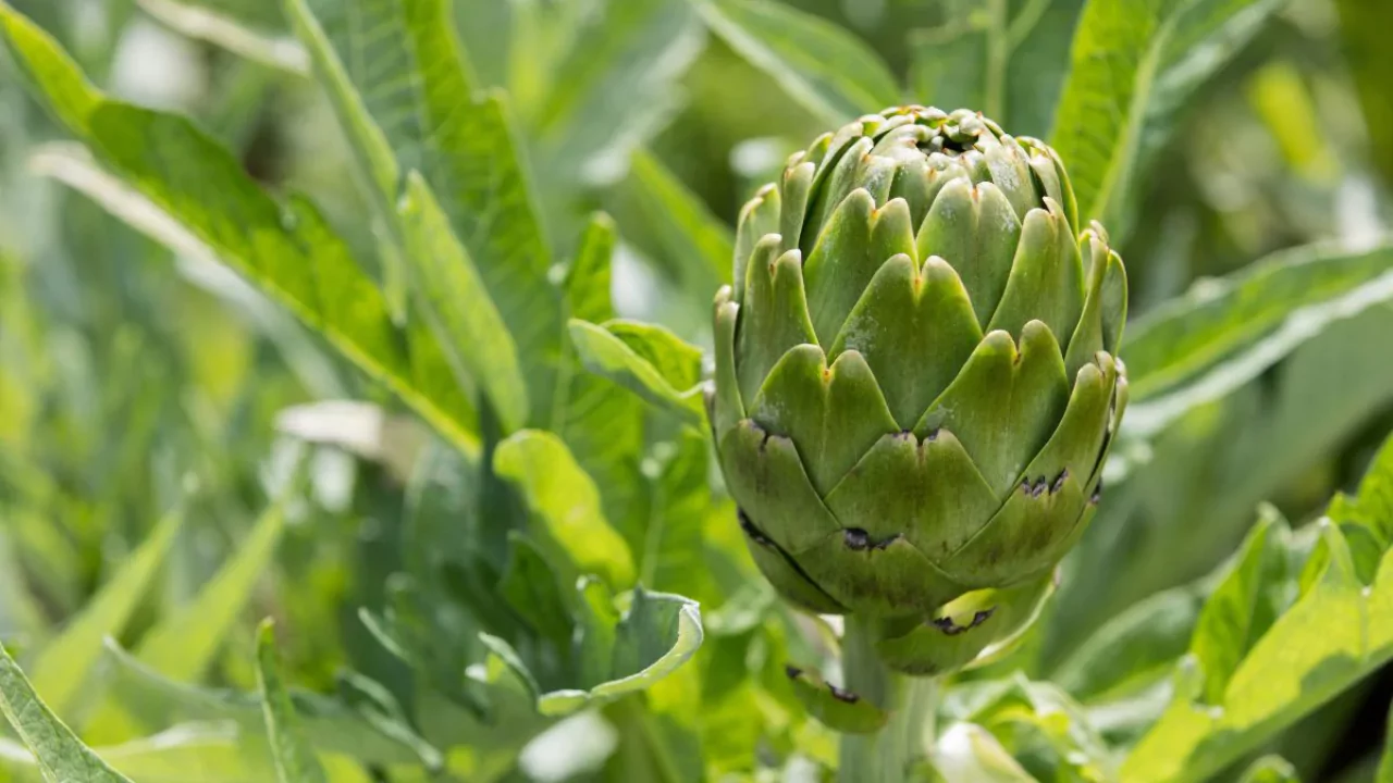 8 Plants That Do Not Like Pine Needles 8 Artichokes