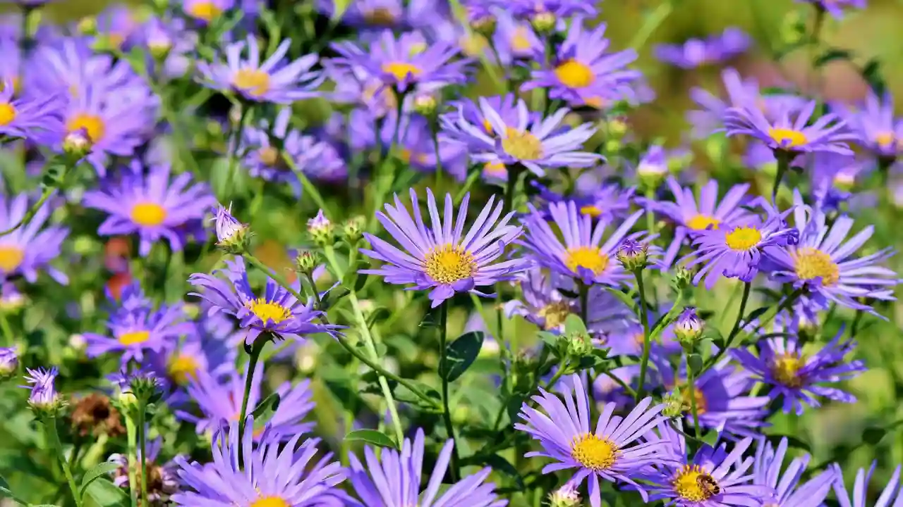 8 Plants That Do Not Like Pine Needles 4 Asters