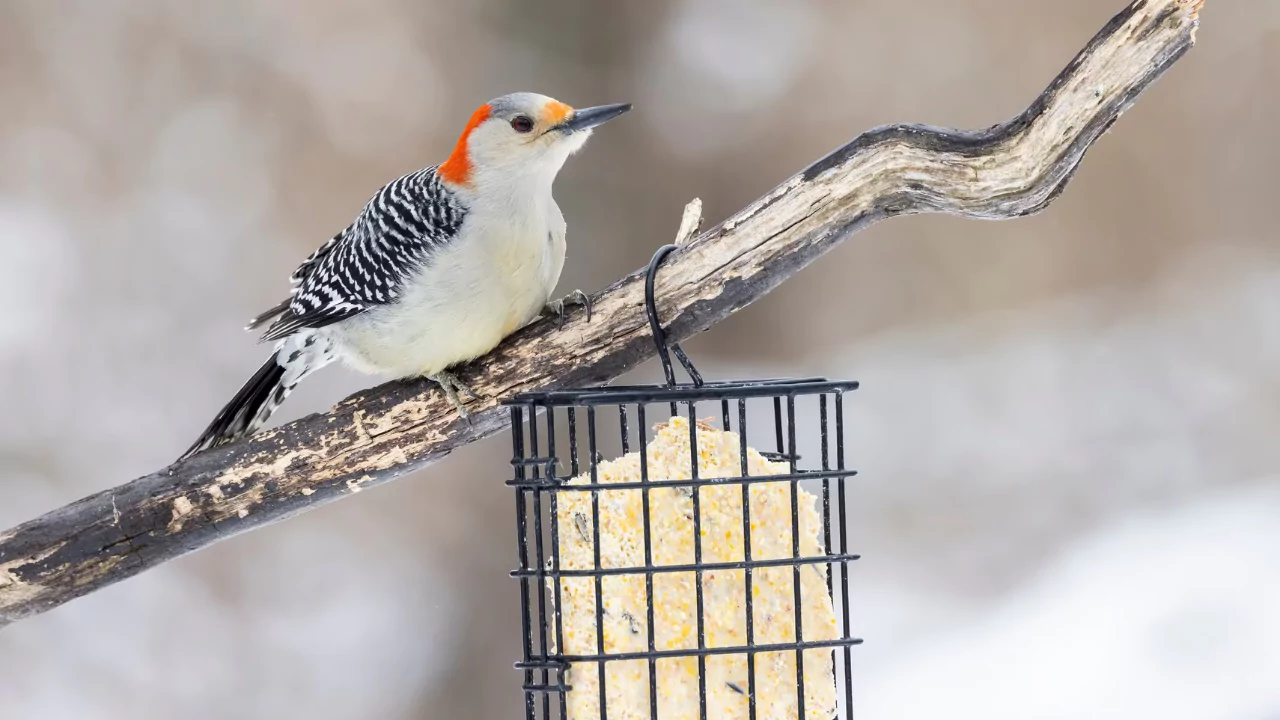 Everything You Need To Know About Woodpeckers In Missouri 4 Attract Woodpeckers
