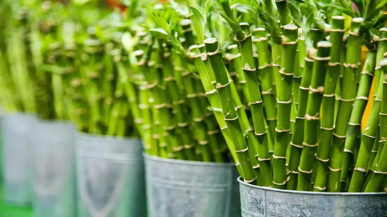 How Many Bamboo Stalks are Lucky? 5 Bamboo