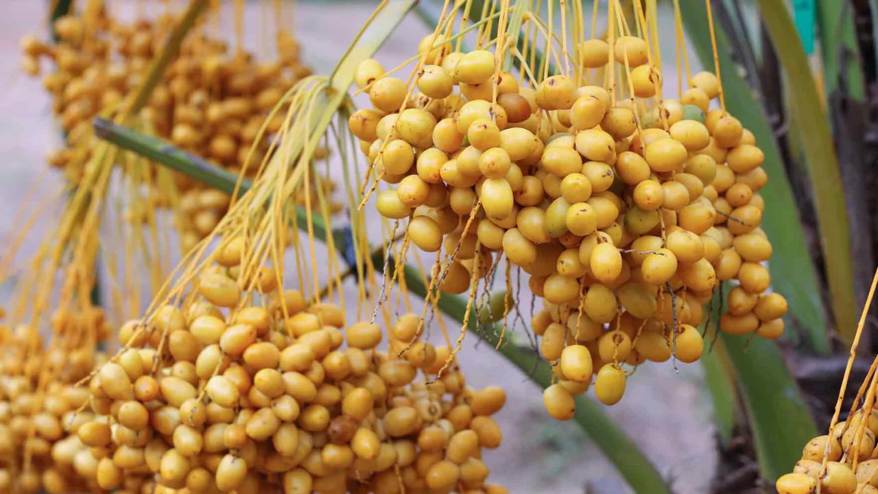 21 Yellow Fruits – Some May be New to You! 6 Barhi Dates
