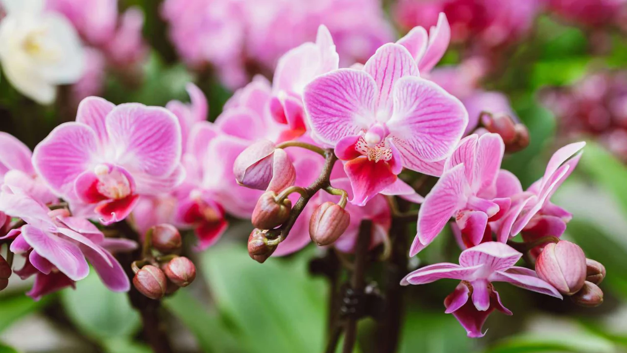 New Zealand Sphagnum Moss For Orchids (How To Use Correctly) 2 Beautiful orchids