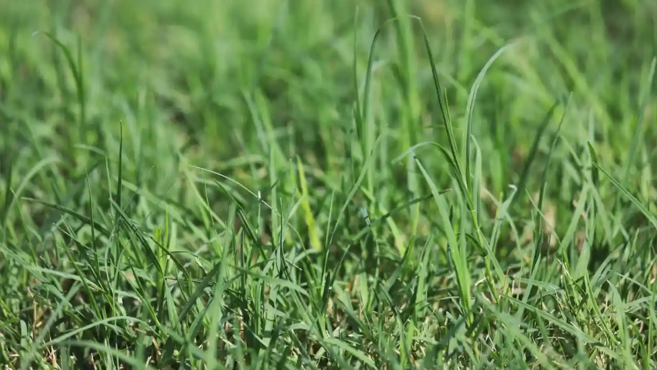 Bermuda grass