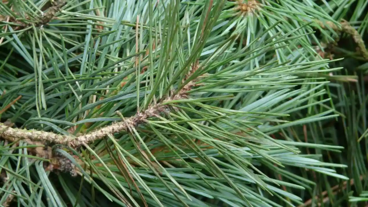 8 Plants That Do Not Like Pine Needles 1 Black Pine Trees