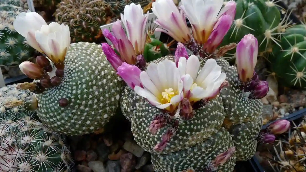 Blossfeldia Liliputana 1