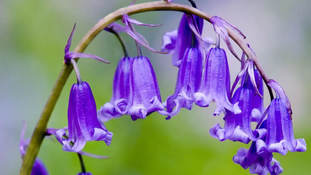 Flowering Bulbs by Month