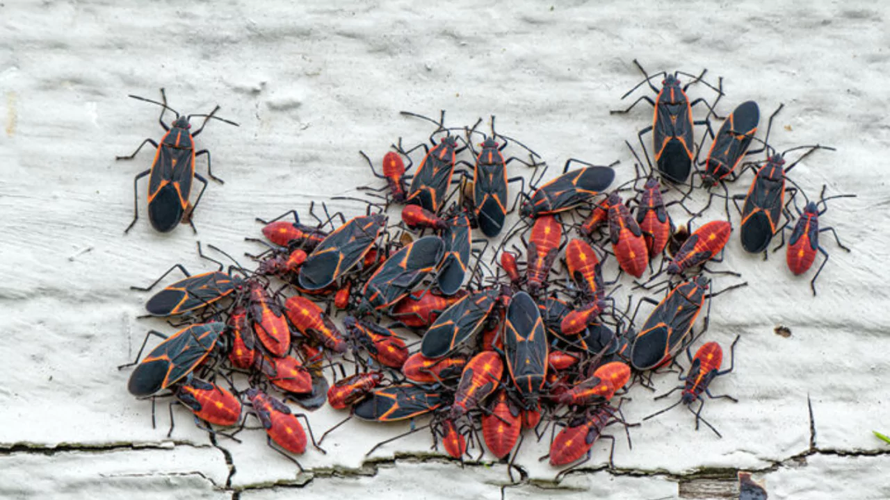 What Do Boxelder Bugs Eat? Do They Bite? 1 Boxelder Bugs