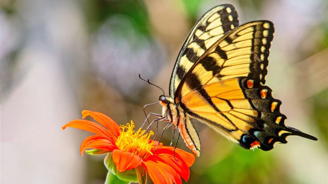 Do Butterflies Pee