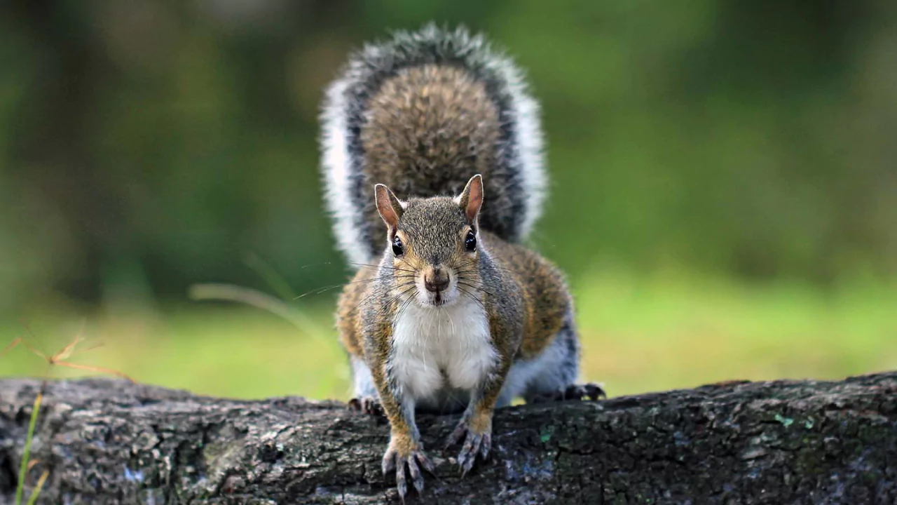 Can a Squirrel Survive Without a Tail