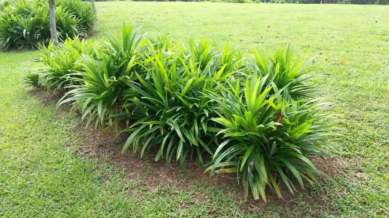 Grower’s Guide for Pandan Plant