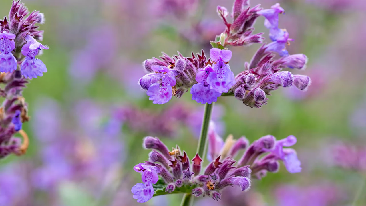 Why Is My Catmint Floppy and How Do I Fix It? 2 Catmint plant