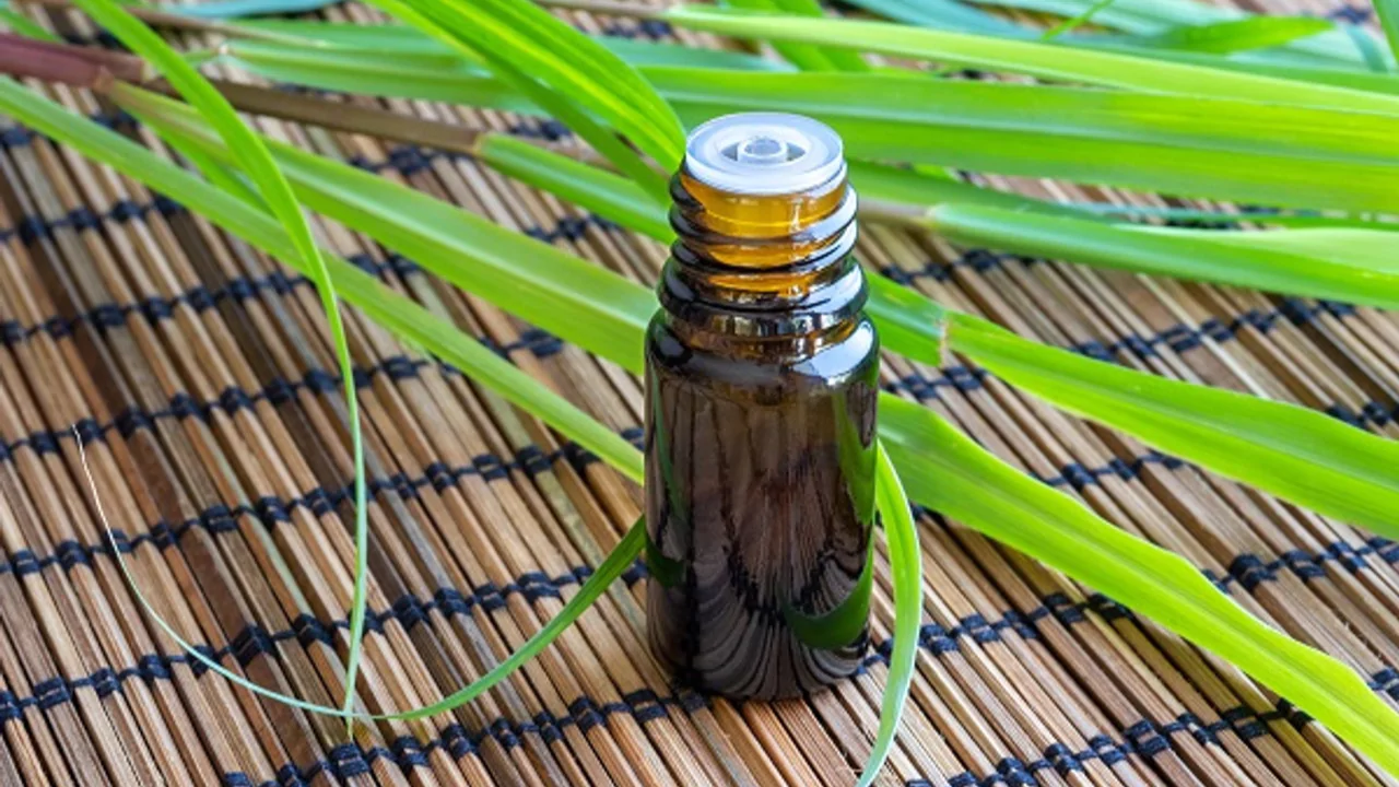 How to Grow and Use Citronella Plants – Complete Guide 3 Citronella plant oil