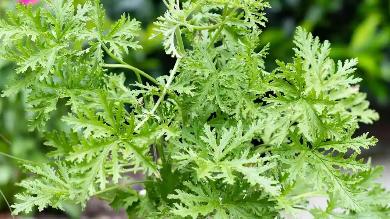 How to Grow and Use Citronella Plants – Complete Guide 1 Citronella plant