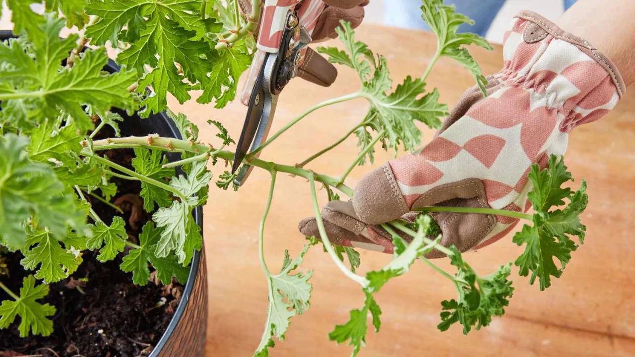 How to Grow and Use Citronella Plants – Complete Guide 2 Citronella plants cuttings