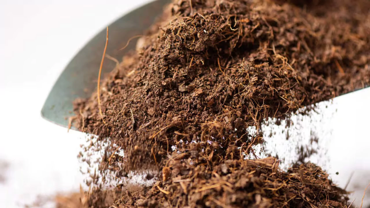 Coco peat inferior