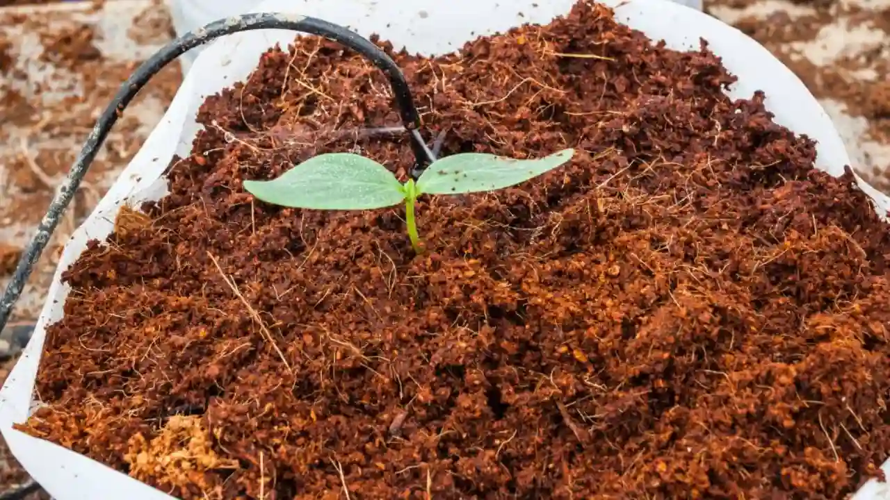 Coco peat plant support