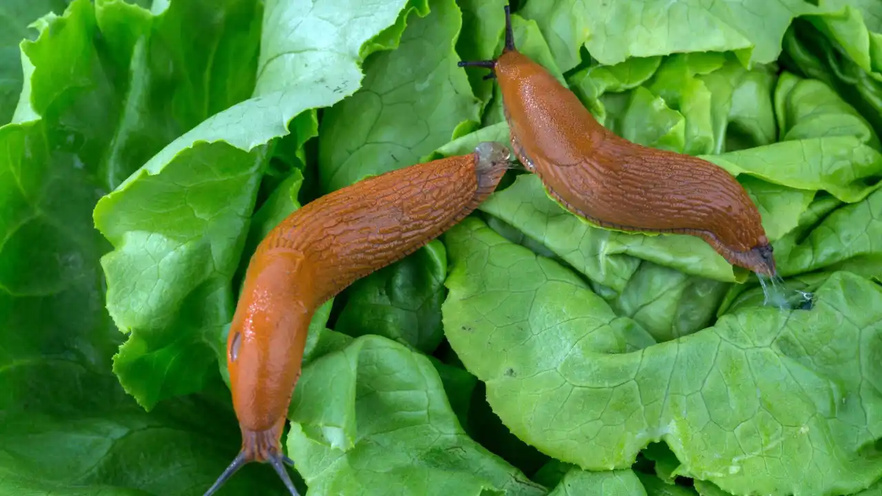 Common slug