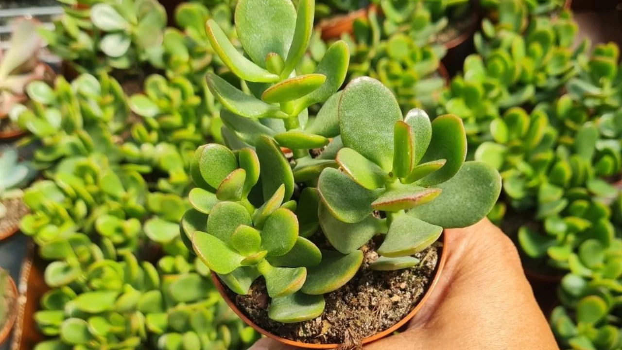 Crassula Ovata