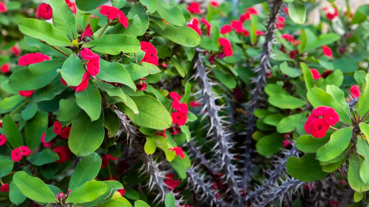 Crown of Thorns 1