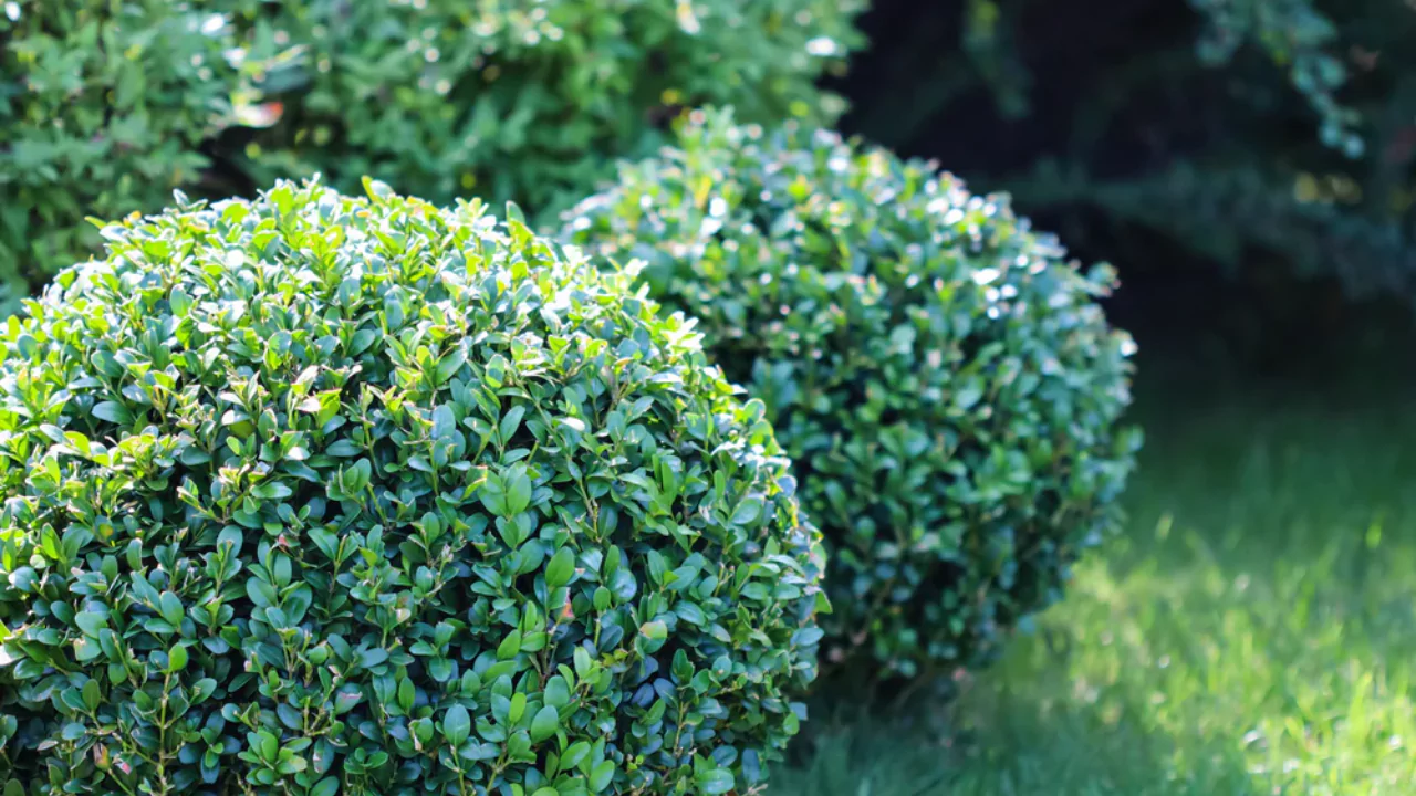 8 Plants That Do Not Like Pine Needles 5 Cute Dwarf Boxwood tree