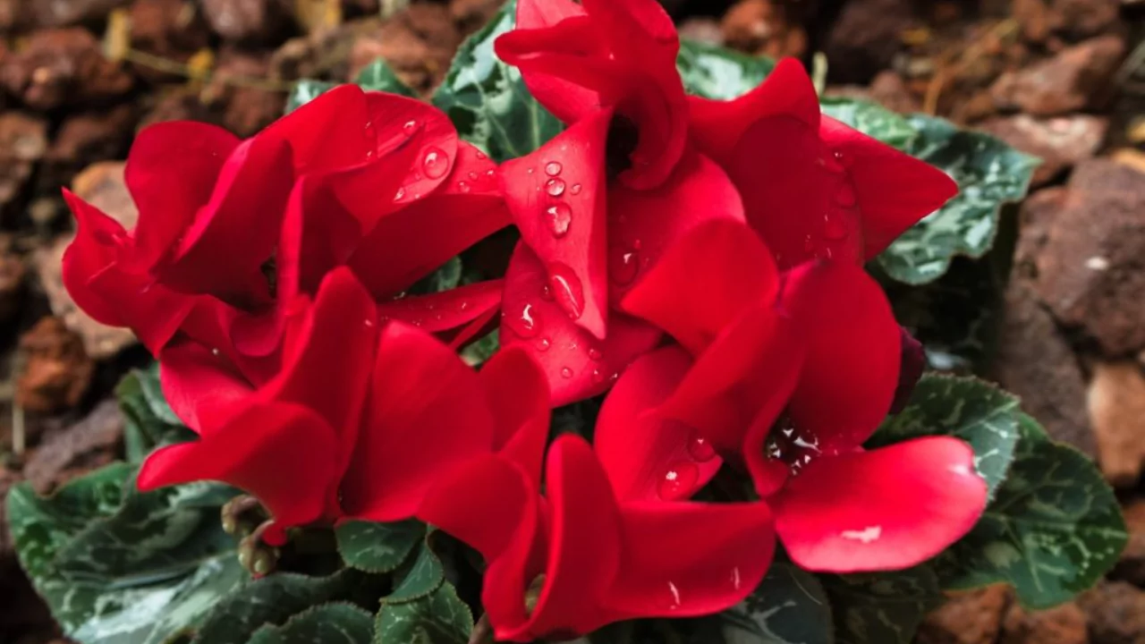 Cyclamen