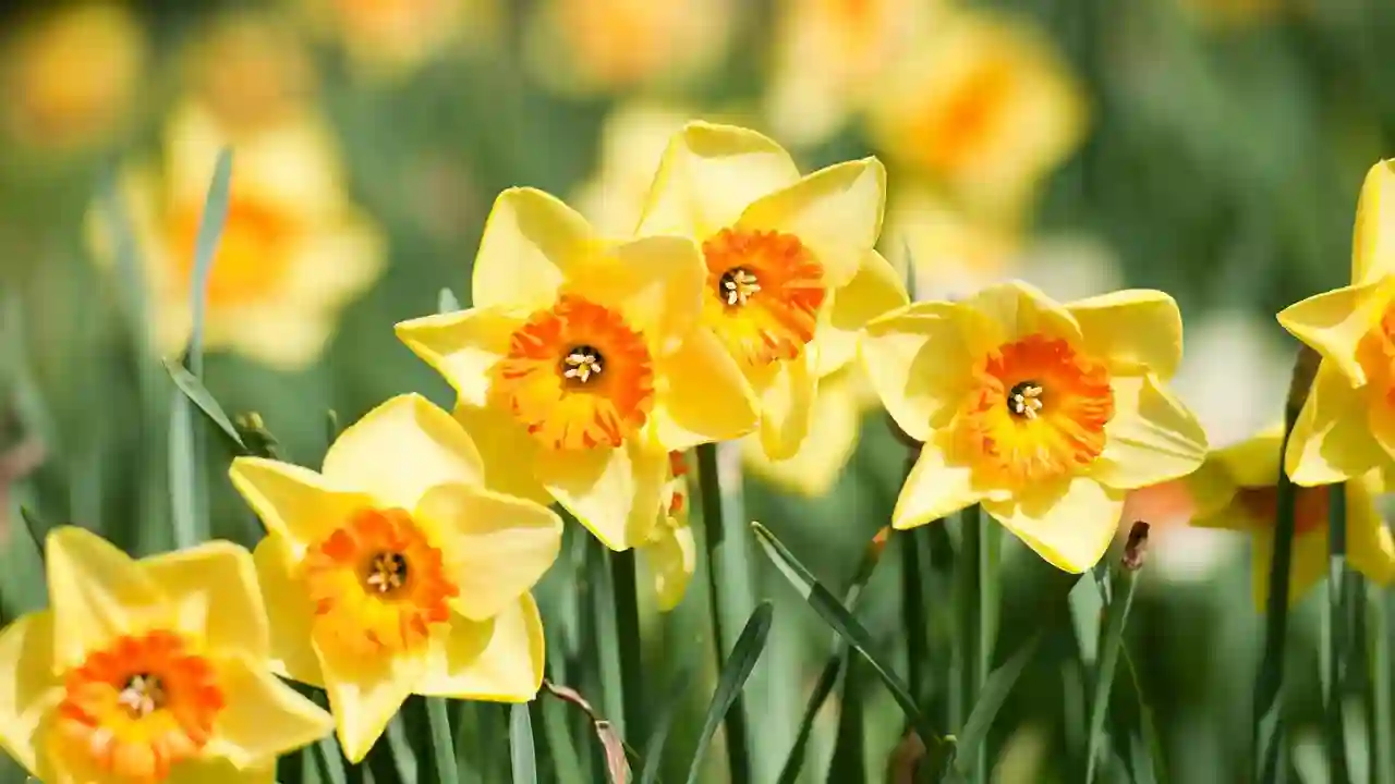 Daffodils