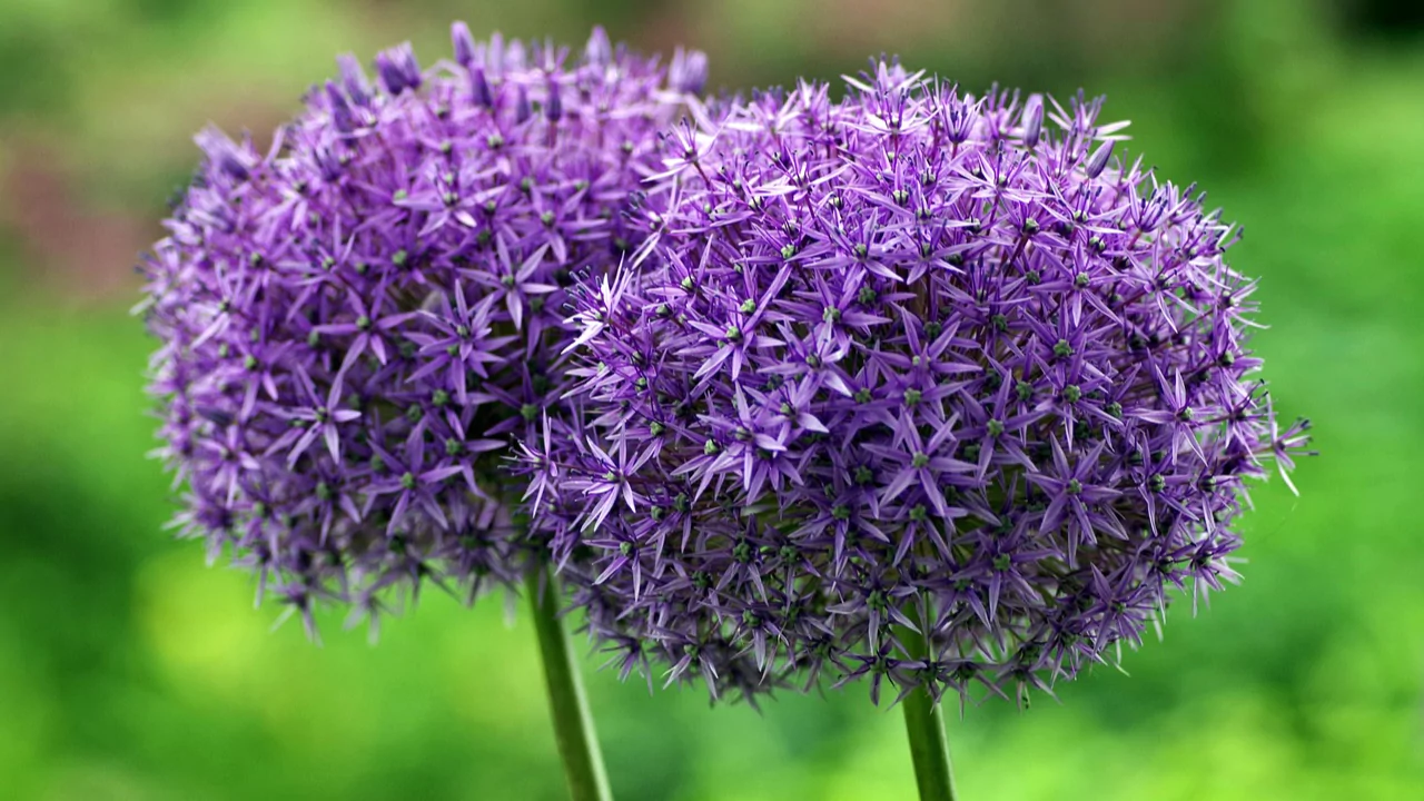 8 Plants That Do Not Like Pine Needles 10 Decorative Garlic