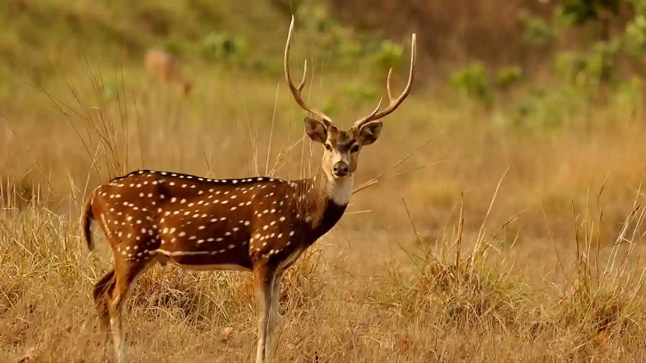 Deers are semi large mammals