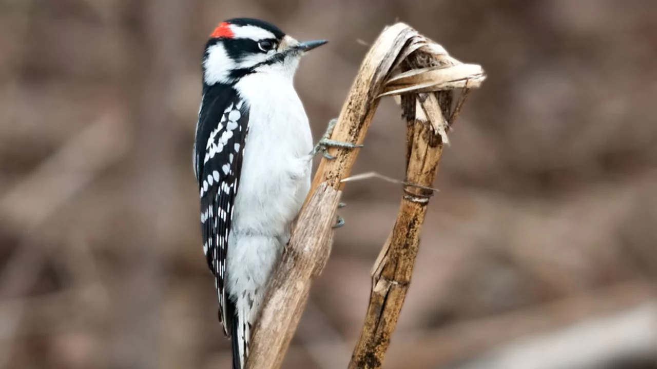Everything You Need To Know About Woodpeckers In Missouri 6 Downy Woodpeckers