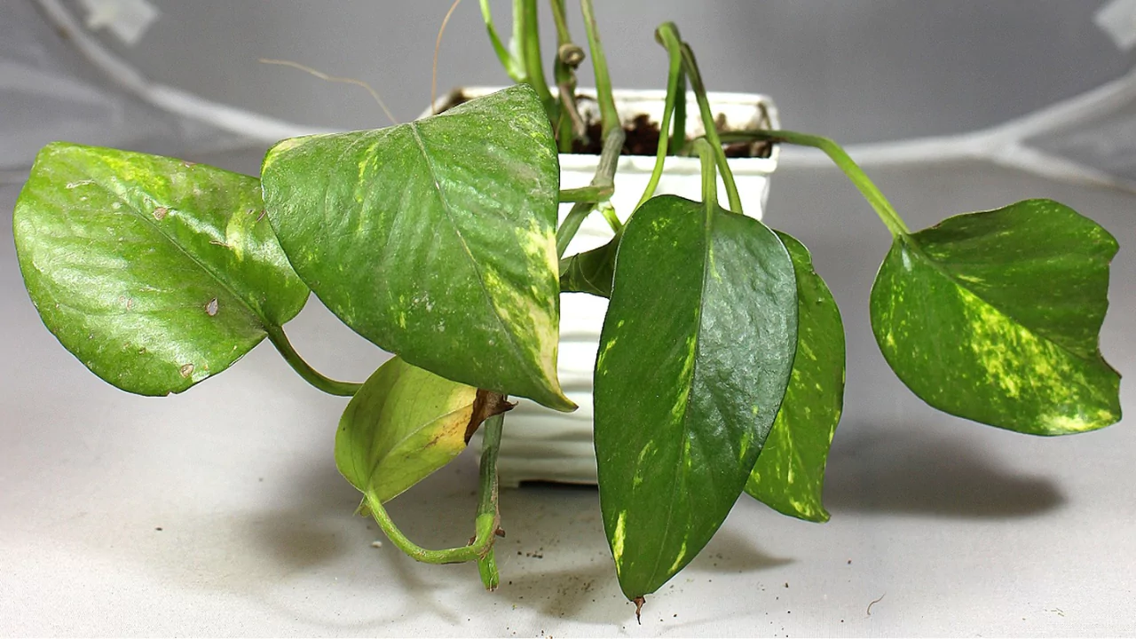 How to Fix Drooping Plants (Bring Your Plant Back to Life) 4 Drooping plants reasons