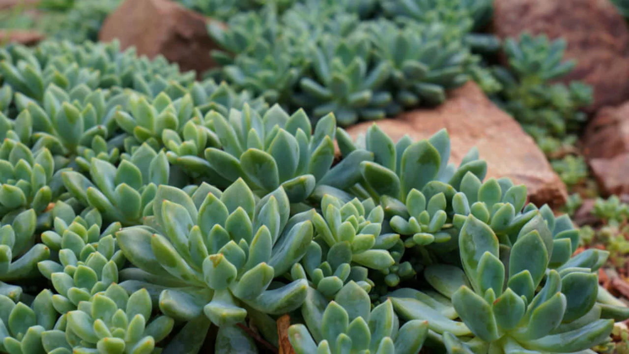 Echeveria Amoena 1