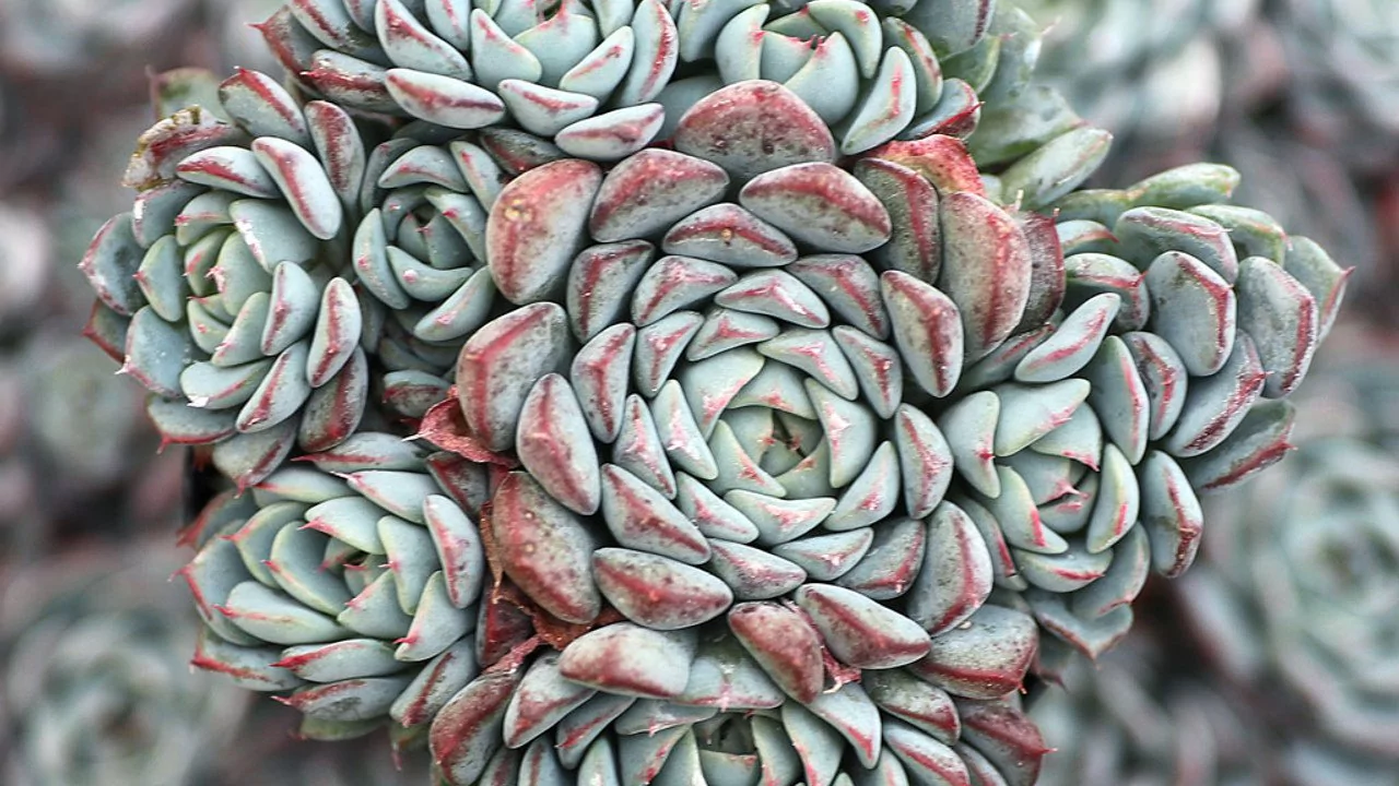 Echeveria Mimima