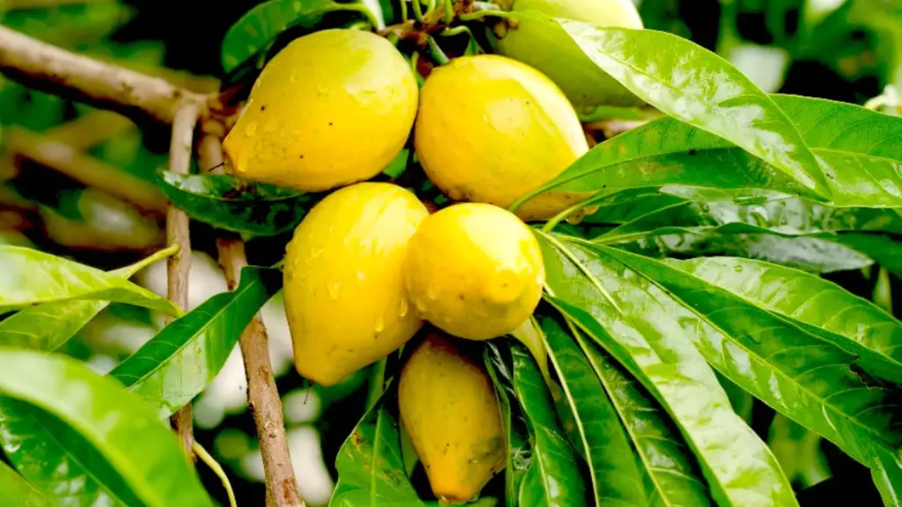 21 Yellow Fruits – Some May be New to You! 7 Eggfruit