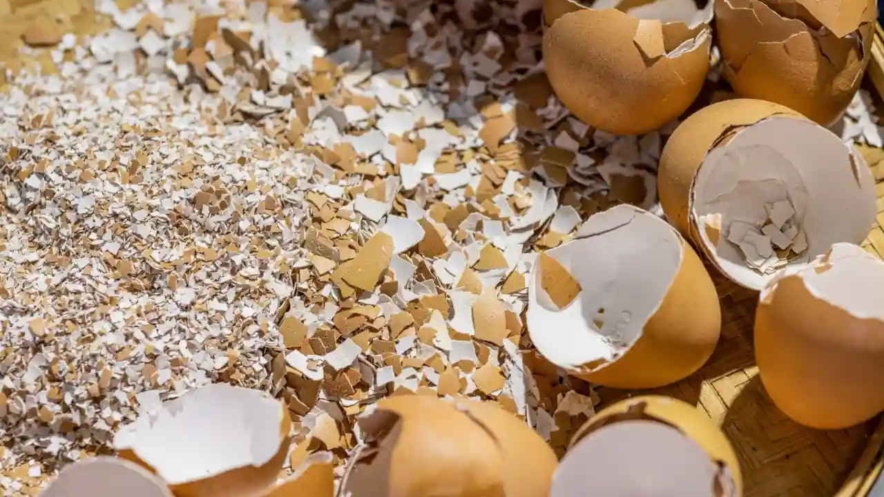 Eggshells instead Miracle Gro