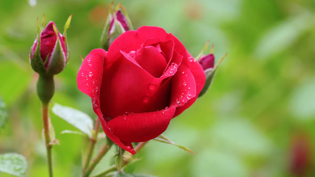 8 Plants That Do Not Like Pine Needles 3 Enjoying red roses