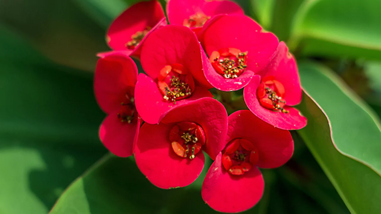 8 Plants That Do Not Like Pine Needles 9 Euphorbias 1