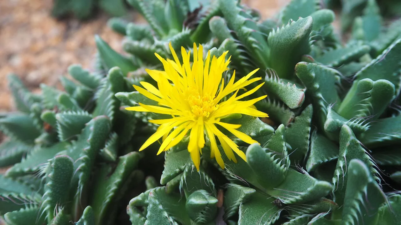 Faucaria Tigrina