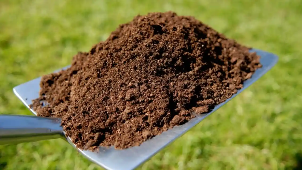 How to Grow and Use Citronella Plants – Complete Guide 4 Fertilizer 1