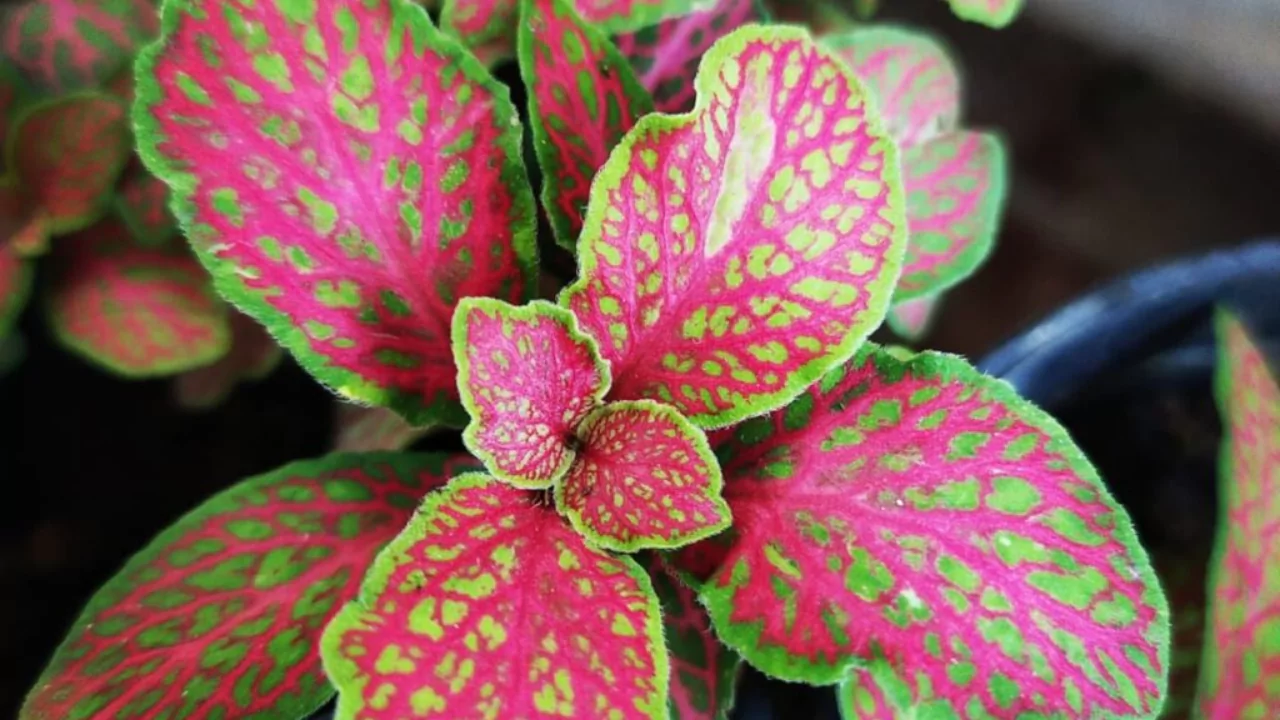 Fittonia