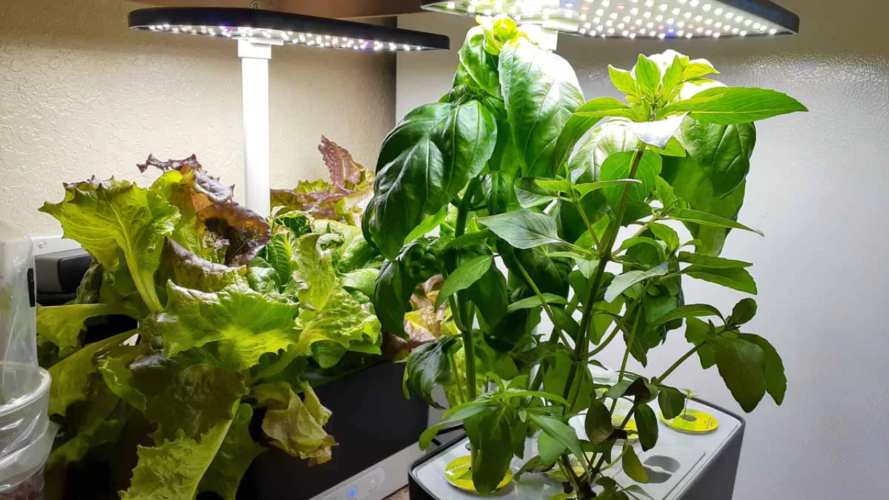 Aerogarden Lights Not Working (Troubleshoot and Fix) 1 Fix aerogarden lights