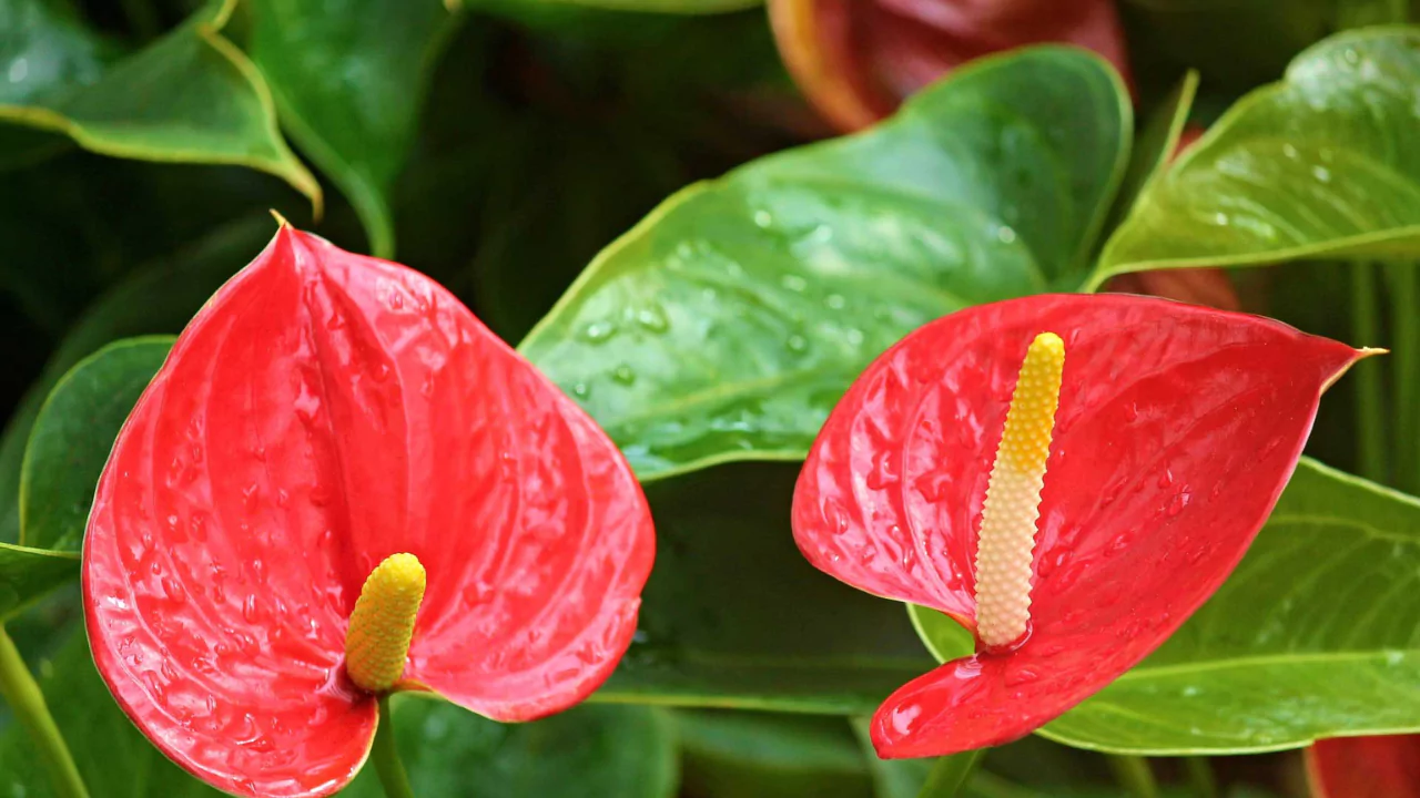 Flamingo Lily