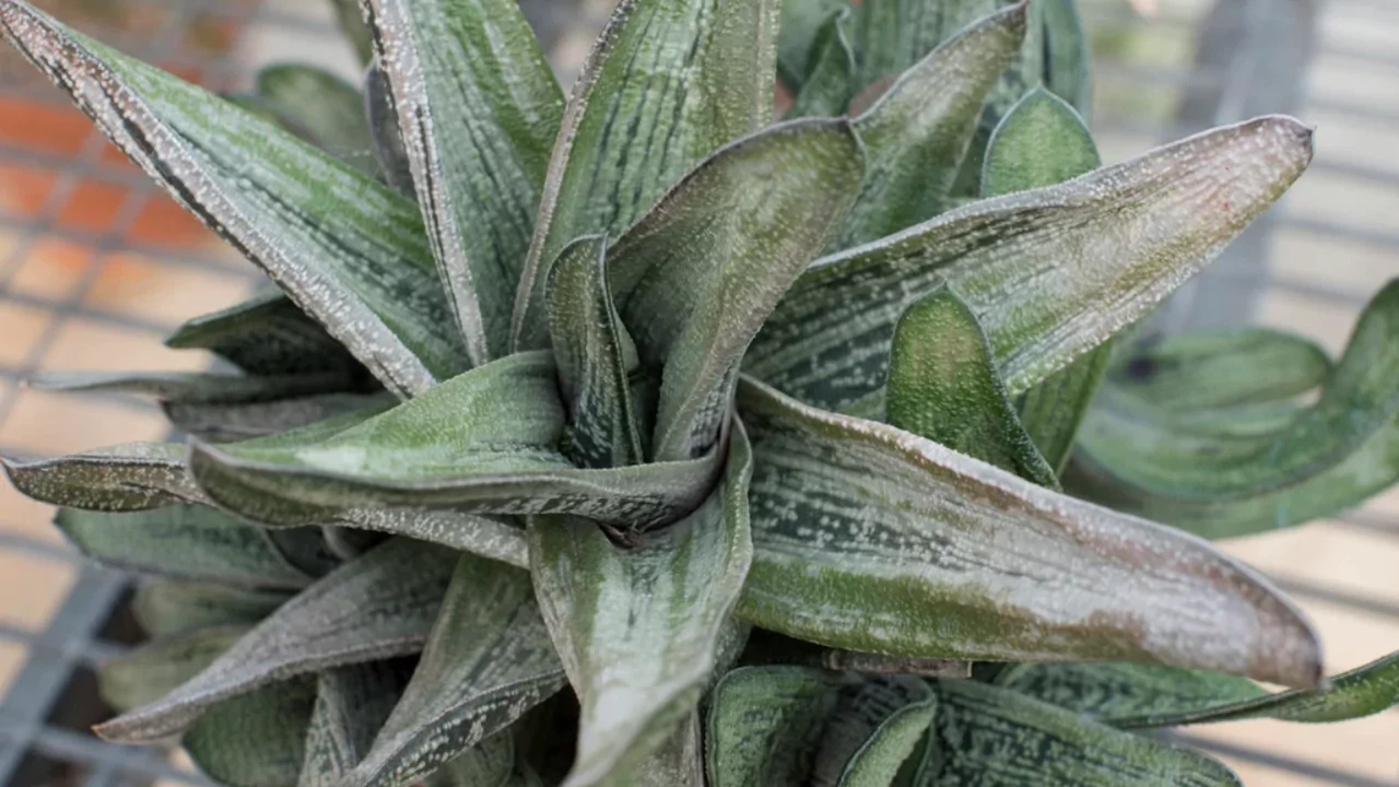 Gasteria Little Warty