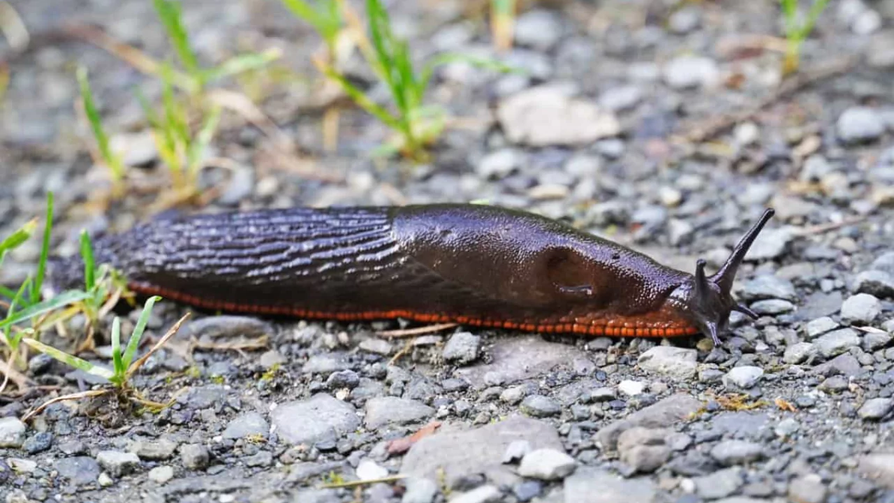 Get rid of slugs