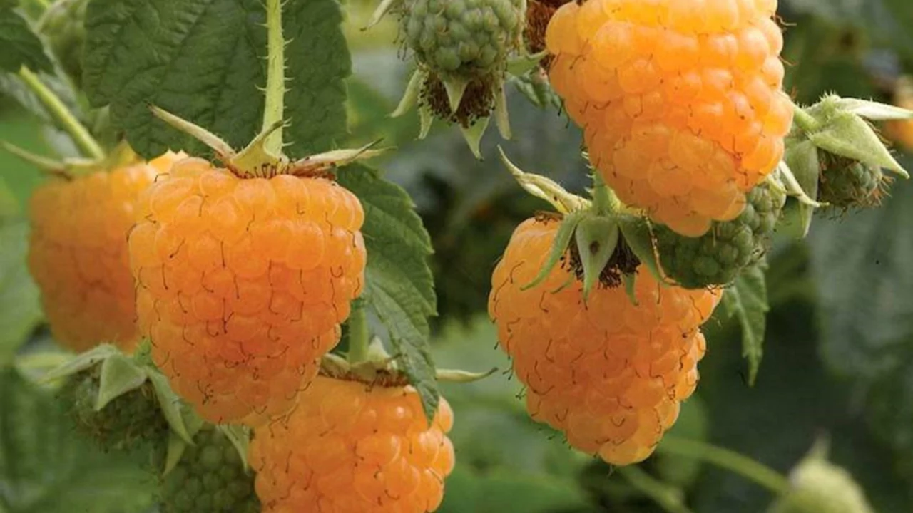 21 Yellow Fruits – Some May be New to You! 19 Golden Raspberry