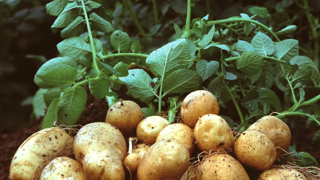 Growing Potatoes