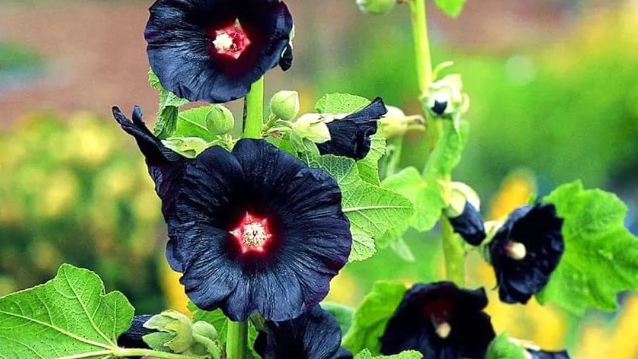 Can Hollyhocks Be Grown In Pots? 1 Growing purple Hollyhocks